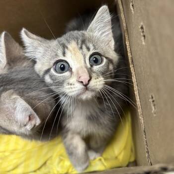 Latte -  Domestic Short Hair Cat for Adoption in Philadelphia, Pennsylvania - Latte | PetCurious
