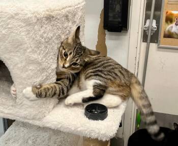 Domestic Short Hair Cats Available for Adoption - Milan | PetCurious