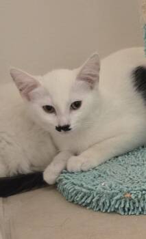 Charlie -  Domestic Short Hair Cat for Adoption in Chicago, Illinois - Charlie | PetCurious