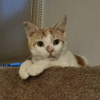 Milo K -  Domestic Short Hair Cat for Adoption in Lemoyne, Pennsylvania - Milo K | PetCurious
