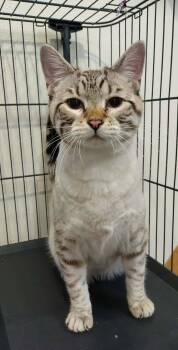 Domestic Short Hair Cats Available for Adoption - Mulder | PetCurious