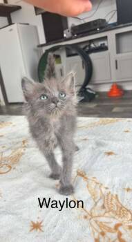 Waylon -  Domestic Long Hair Cat for Adoption in Mustang, Oklahoma - Waylon | PetCurious