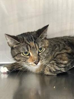NABUA -  Domestic Short Hair Cat for Adoption in Las Vegas, Nevada - NABUA | PetCurious
