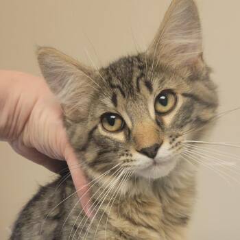 Banjo -  Domestic Medium Hair Cat for Adoption in Milan, Illinois - Banjo | PetCurious