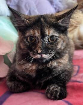 Maple -  Tortoiseshell and Domestic Medium Hair Cat for Adoption in Walnut Creek, California - Maple | PetCurious