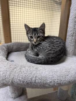 Hudson -  Domestic Short Hair Cat for Adoption in Chisholm, Minnesota - Hudson | PetCurious