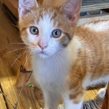 Gizmo -  Domestic Short Hair Cat for Adoption in Avon, New York - Gizmo | PetCurious