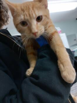 Kitties! -  Domestic Short Hair Cat for Adoption in Frenchburg, Kentucky - Kitties! | PetCurious
