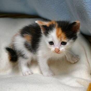 BAC-A-141984 -  Domestic Short Hair Cat for Adoption in Beaumont, Texas - BAC-A-141984 | PetCurious