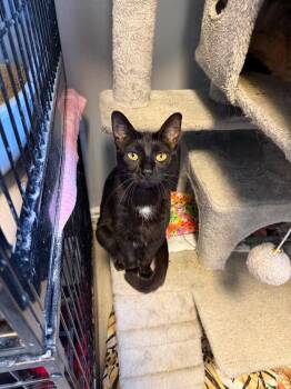 Lucky -  Domestic Short Hair Cat for Adoption in Freeport, New York - Lucky | PetCurious