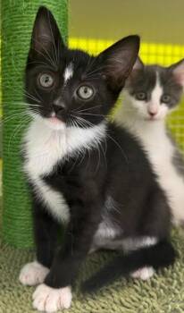 Terry -  Domestic Short Hair Cat for Adoption in Fort Myers, Florida - Terry | PetCurious