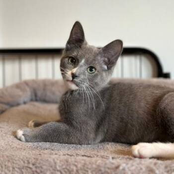 Bandit -  Domestic Short Hair Cat for Adoption in Wheaton, Illinois - Bandit | PetCurious