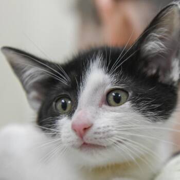 Verna (yellow collar) -  Domestic Short Hair Cat for Adoption in Redwood City, California - Verna (yellow Collar) | PetCurious