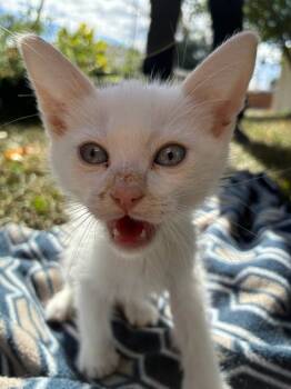 Rescue Domestic Short Hair Cats for Adoption in Fort Collins, Colorado - Maui | PetCurious