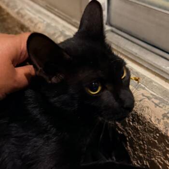 Nara -  Domestic Short Hair Cat for Adoption in Las Vegas, Nevada - Nara | PetCurious