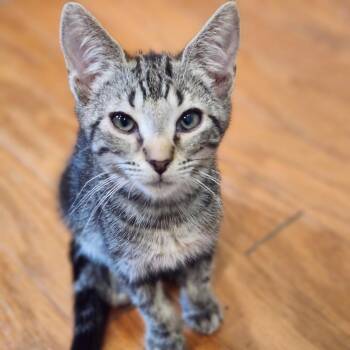 Sulley -  Domestic Short Hair Cat for Adoption in Bel Air, Maryland - Sulley | PetCurious