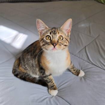 Fable -  Domestic Short Hair Cat for Adoption in Fort Worth, Texas - Fable | PetCurious