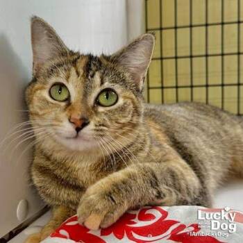 Domestic Short Hair and Tabby Cats Available for Adoption - Agatha | PetCurious