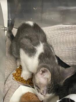 A226811 -  Domestic Short Hair Cat Available for Adoption in Woodland, California - A226811 | PetCurious