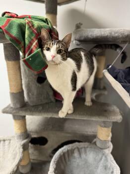 Rescue Domestic Short Hair Cats for Adoption in Mineral Point, Wisconsin - Biscotti | PetCurious