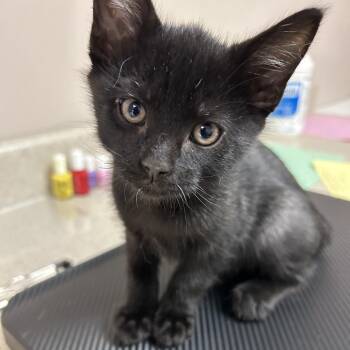 Judge -  Domestic Short Hair Cat for Adoption in Lakewood, Colorado - Judge | PetCurious