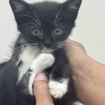 Sweet pea -  Domestic Short Hair Cat for Adoption in Sonora, California - Sweet Pea | PetCurious