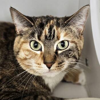 Summer (aka Violet) -  Domestic Short Hair Cat for Adoption in Cumming, Georgia - Summer (aka Violet) | PetCurious
