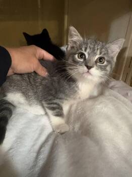 Domestic Short Hair Cats Available for Adoption in Yardley, Pennsylvania - Smooches | PetCurious