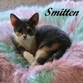 Smitten -  Dilute Calico Cat for Adoption in Southern Pines, North Carolina - Smitten | PetCurious