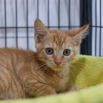 Drifter -  Domestic Short Hair Cat for Adoption in Bradenton, Florida - Drifter | PetCurious