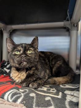 Rescue Domestic Short Hair and Tortoiseshell Cats for Adoption - Sara Lee | PetCurious