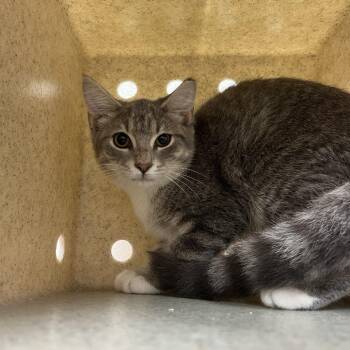 Amanita -  Domestic Short Hair Cat for Adoption in Lyndhurst, Virginia - Amanita | PetCurious
