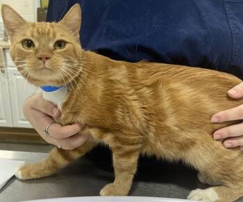 Rescue Domestic Short Hair Cats for Adoption - MAROON | PetCurious