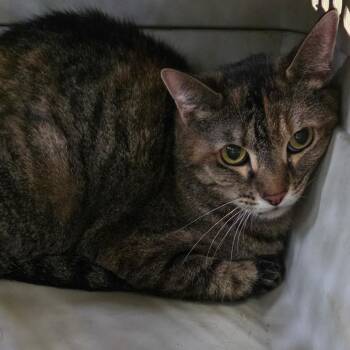Belle -  Domestic Short Hair Cat for Adoption in Eureka Springs, Arkansas - Belle | PetCurious