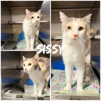 Domestic Short Hair Cats Available for Adoption in Saint James, Missouri - Sissy | PetCurious