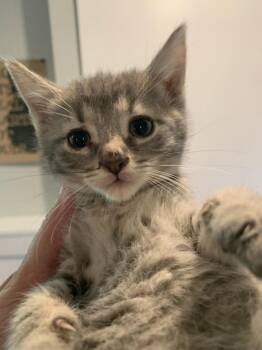 Lyla 8 wks -  Tabby Cat for Adoption in London, Ontario - Lyla 8 Wks | PetCurious