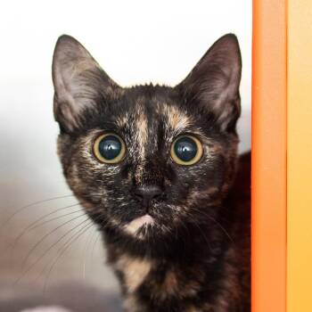 Mable -  Domestic Short Hair Cat for Adoption in Middletown, Rhode Island - Mable | PetCurious