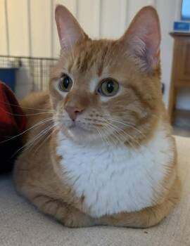 Indy -  Domestic Short Hair Cat for Adoption in Holland, Michigan - Indy | PetCurious