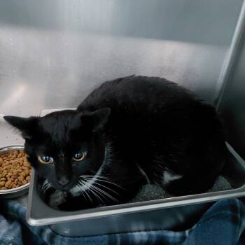 Rescue Domestic Short Hair Cats for Adoption in Henderson, Kentucky - Salem (Chef Boyardee) | PetCurious