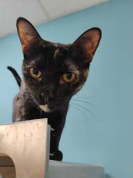 Domestic Short Hair Cats Available for Adoption in Clawson, Michigan - Truffle (Bonded With Sister Spec) | PetCurious