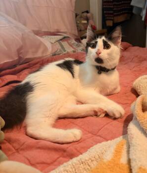 Raccoon -  Domestic Short Hair Cat for Adoption in Blountville, Tennessee - Raccoon | PetCurious