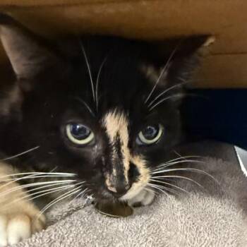 Margot -  Domestic Short Hair Cat for Adoption in Lansing, Michigan - Margot | PetCurious