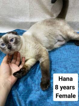 Hana - 8 yrs old -  Siamese Cat for Adoption in Brampton, Ontario - Hana - 8 Yrs Old | PetCurious