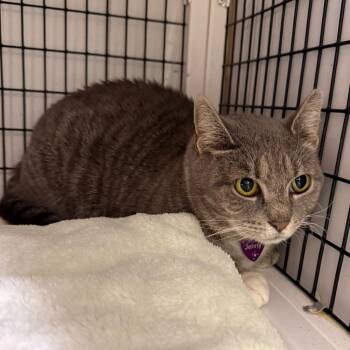 Domestic Short Hair Cats Available for Adoption - Jenny | PetCurious