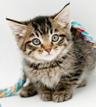 Fetty Wap - What a joy - Soft snuggly beautiful -  Bengal and Tabby Cat for Adoption in Bedford Hills, New York - Fetty Wap - What A Joy - Soft Snuggly Beautiful | PetCurious