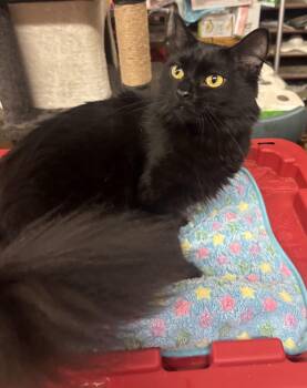 Wednesday -  Domestic Long Hair Cat for Adoption in Coldwater, Michigan - Wednesday | PetCurious
