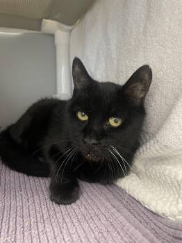 Rescue Domestic Short Hair Cats for Adoption in Cooperstown, New York - Ebby | PetCurious