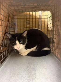 Domestic Short Hair Cats Available for Adoption - WILLOW | PetCurious