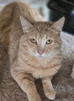 Emerson -  Tabby and Domestic Short Hair Cat for Adoption in Greenfield, Indiana - Emerson | PetCurious