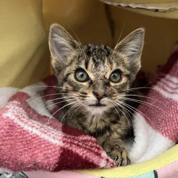 Rescue Domestic Short Hair Cats for Adoption in Jacksonville, Florida - Cider | PetCurious